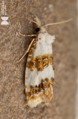 Phtheochroa syrtana. צילום: עוז ריטנר
