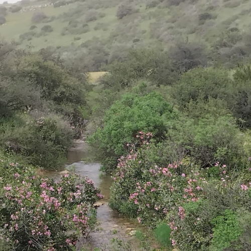 המיזם בוחן את השפעת הזרמת כמויות מים מותפלים במקטעים שונים של נחל צלמון, לשם סיוע בקבלת החלטות ניהוליות ואקולוגיות בנחל צלמון ובנחלים נוספים אליהם יוזרמו מים בעתיד