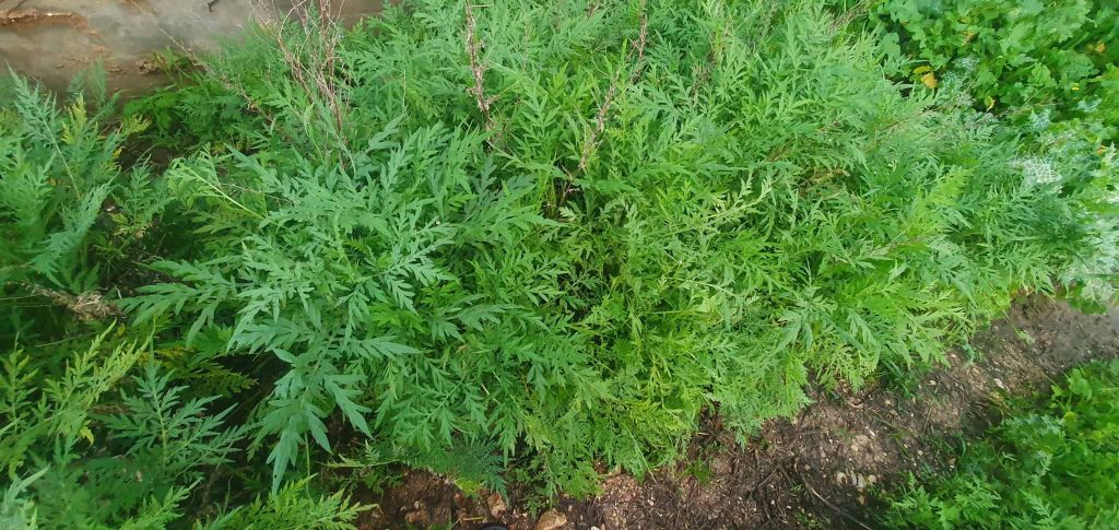 אמברוסיה מכונסת. צילום: nir_c (iNaturalist)
