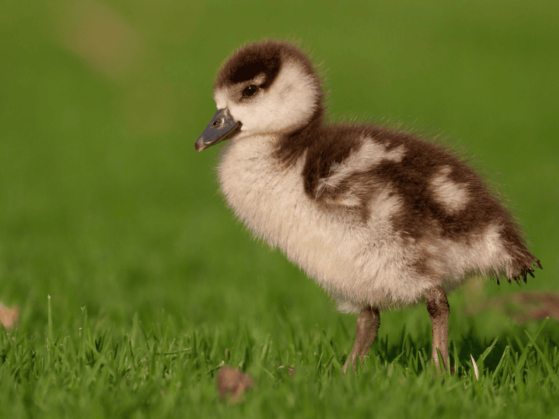 אפרוח יאורית מצרית. צילום: Sasha Cahill