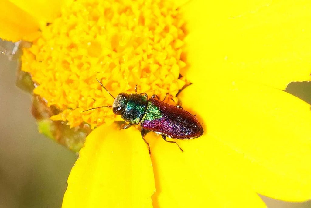 ברקנית ארצישראלית. צילום: שחר אלתרמן