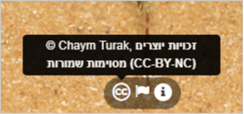 דוגמה לתצפית עם רישיון Creative Commons