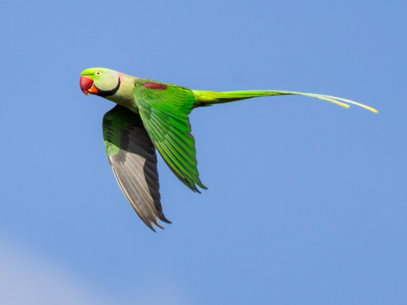 דררה אלכסנדרונית. צילום: Vikram