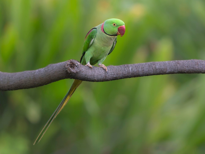 דררה אלכסנדרונית. צילום: Wasu Vidayanakorn