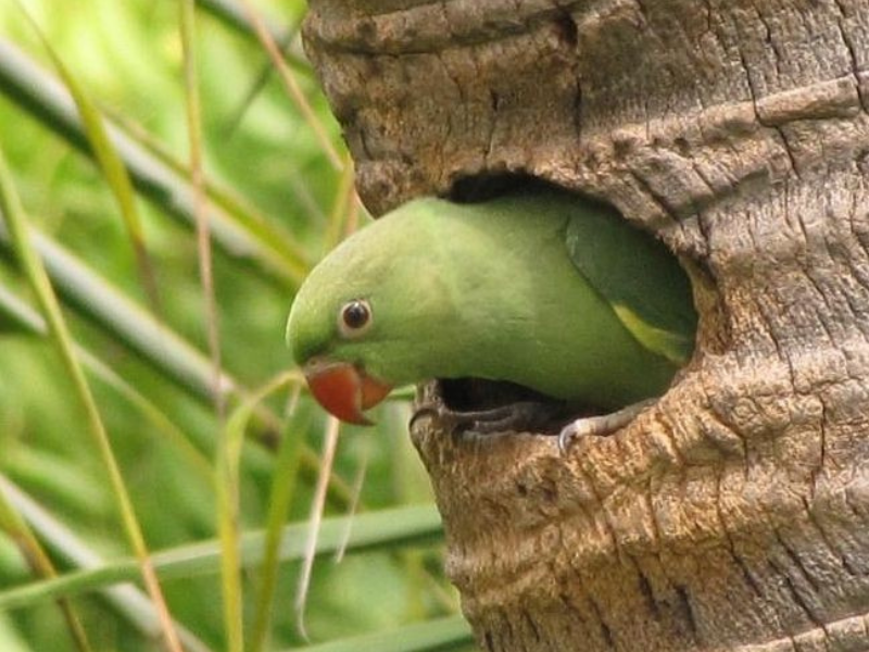 דררה מצויה צעירה. צילום: Sathyanarayana Srinivasan