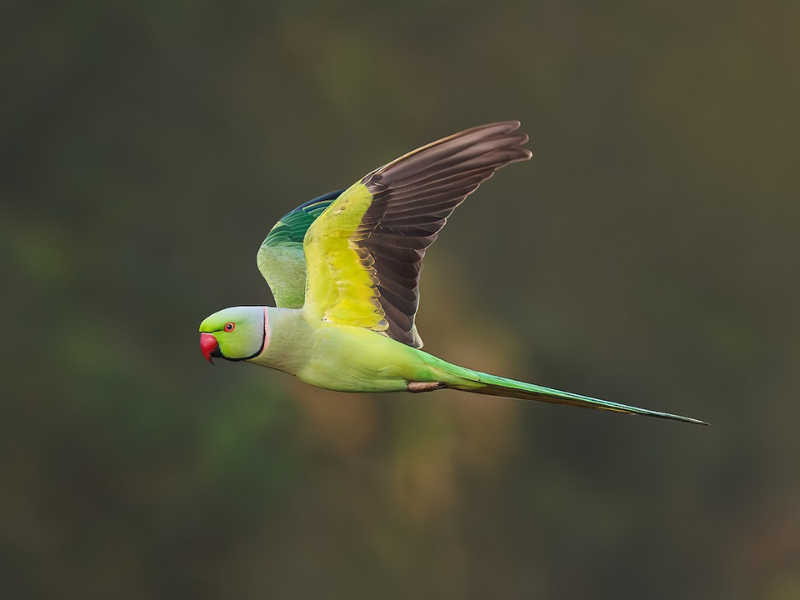 דררה מצויה. צילום: Hari K Patibanda