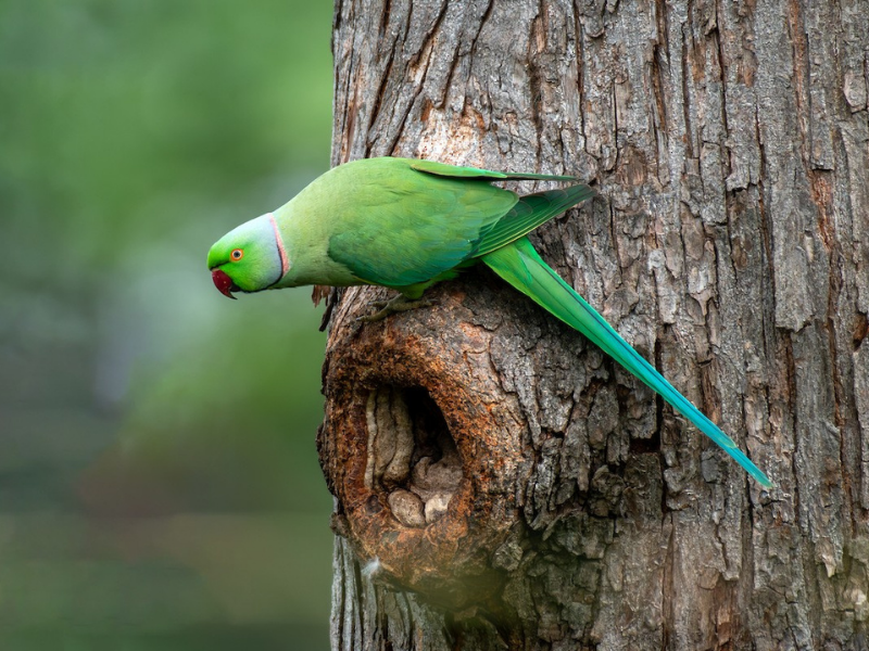 דררה מצויה. צילום: Kalyan Gantait