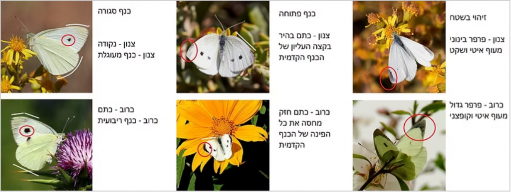 הבחנה בין לבנין הצנון ולבנין הכרוב, מתוך אתר ראיתי פרפר