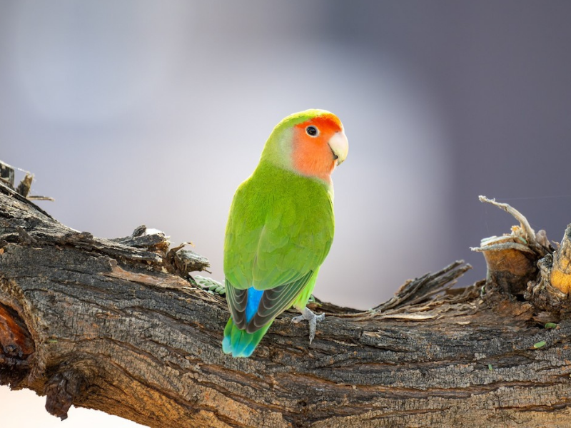 הבני ורוד פנים. צילום: David Joiner