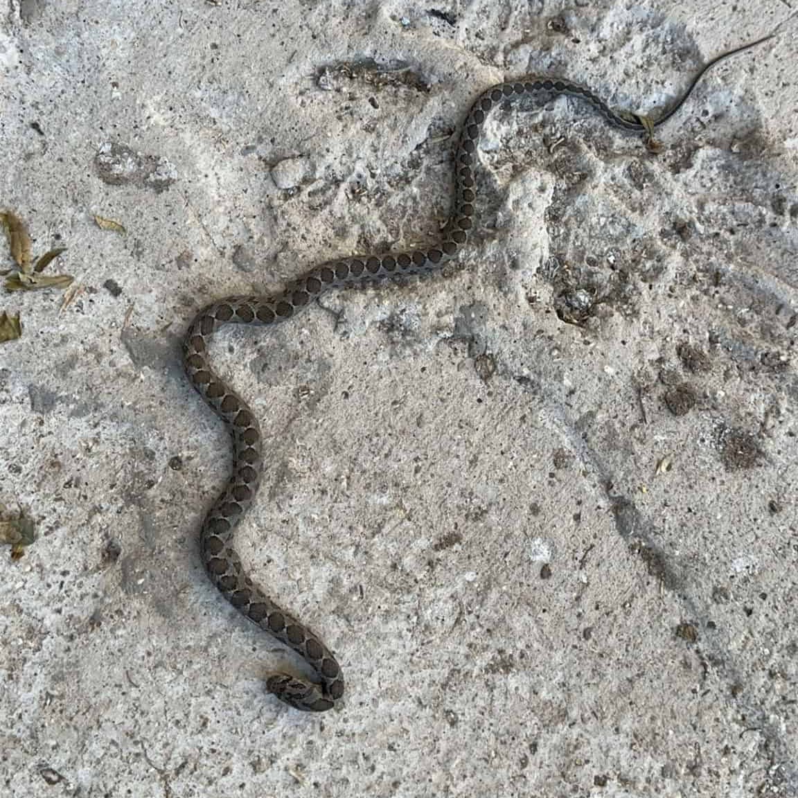 זעמן מטבעות. צילום: Seefaldeen Habrat