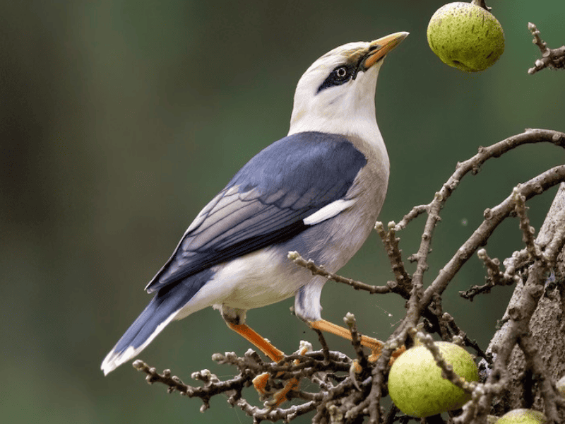 זרזיר בורמזי דרומי. צילום: Martti Siponen