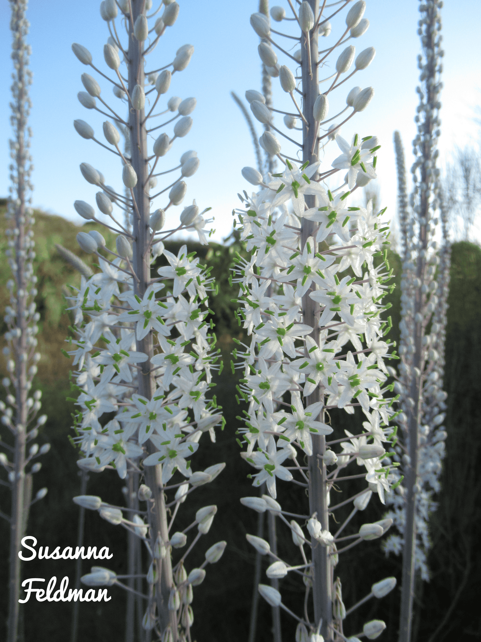 חצב מצוי. צילום Susanna Feldman