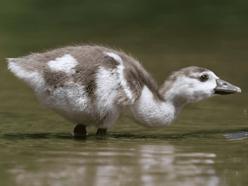 יאורית מצרית צעירה. צילום: Ana Amaral
