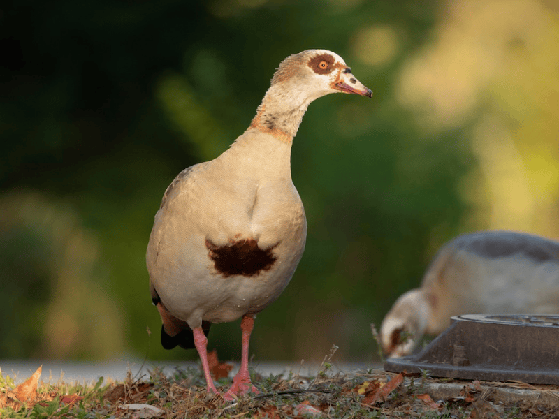 יאורית מצרית. צילום: Ronan Nicholson