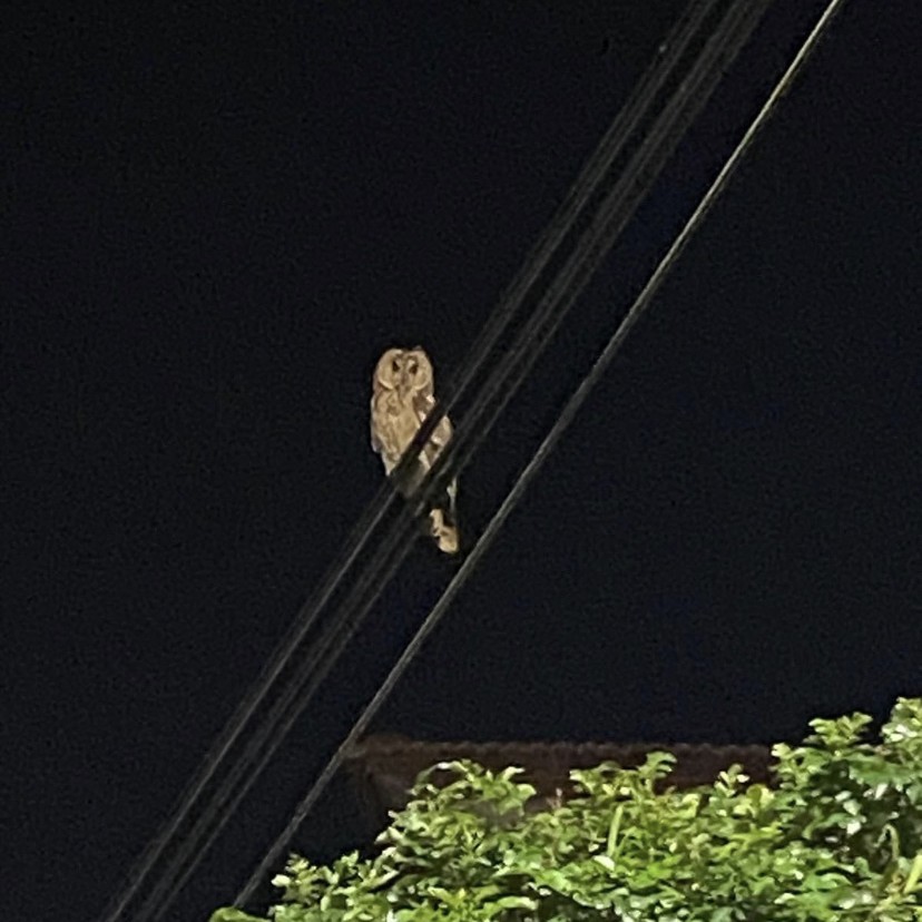 ינשוף עצים. צילום: Mera Hloun