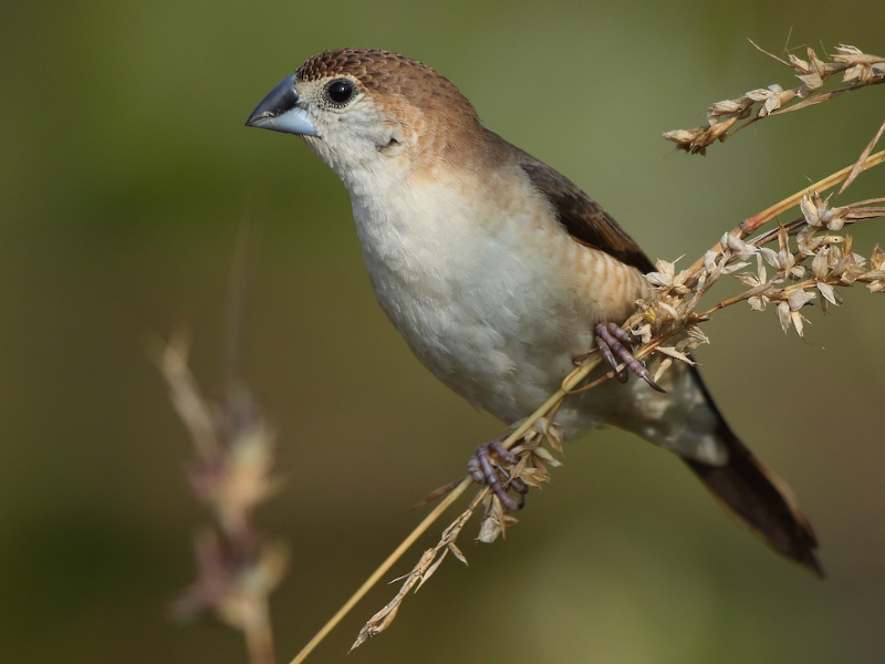 כסוף-מקור הודי. צילום: Albin Jacob
