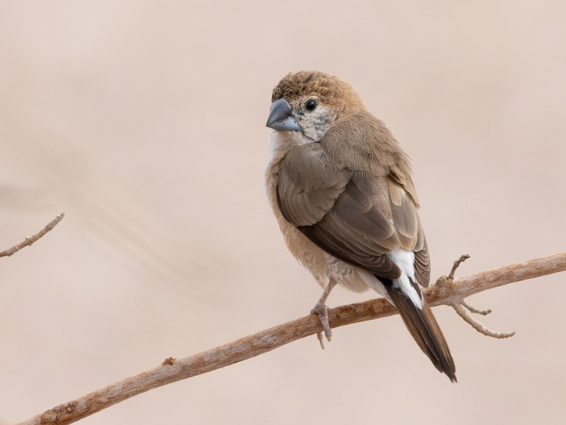 כסוף-מקור הודי. צילום: Rotem Avisar
