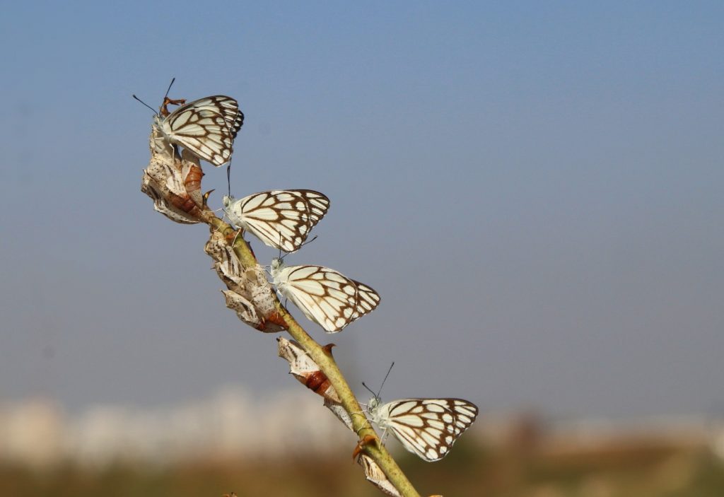 לבנין משויש. צילום: אילן גרין סויסה