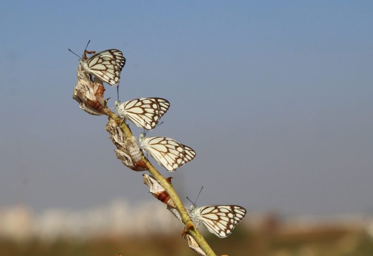 לבנין משויש. צילום: אילן גרין סויסה