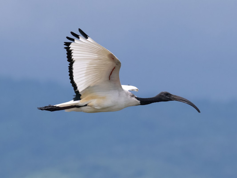 מגלן קדוש אפריקני. צילום: Alex and Julia