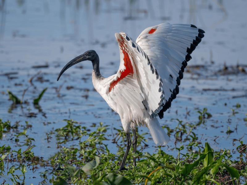 מגלן קדוש אפריקני. צילום: Terence Alexander
