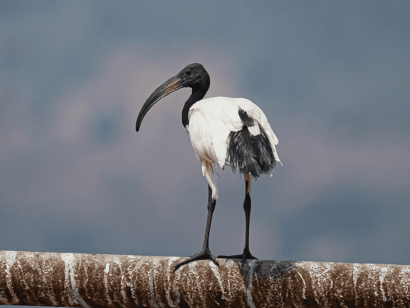 מגלן קדוש אפריקני. צילום: שחר יוגב