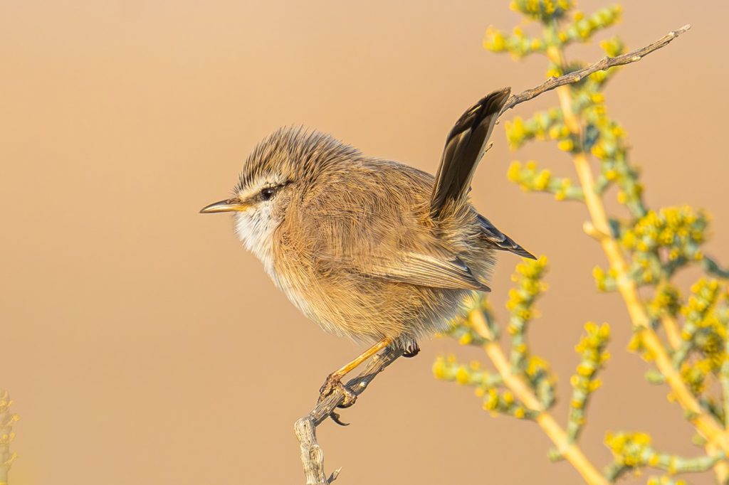 מדברון. צילום: אוריאל לוי