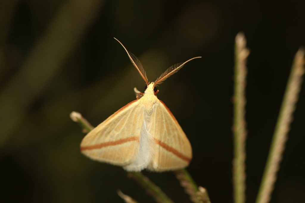 מודד הארכובית. צילום: חיים טורק