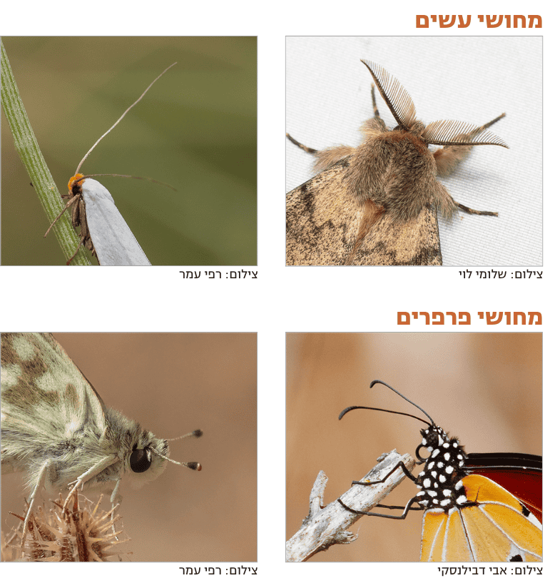 הבחנה בין מחושי עשים ופרפרים. צילומים: שלומי לוי, רפי עמר, אבי דבילנסקי.