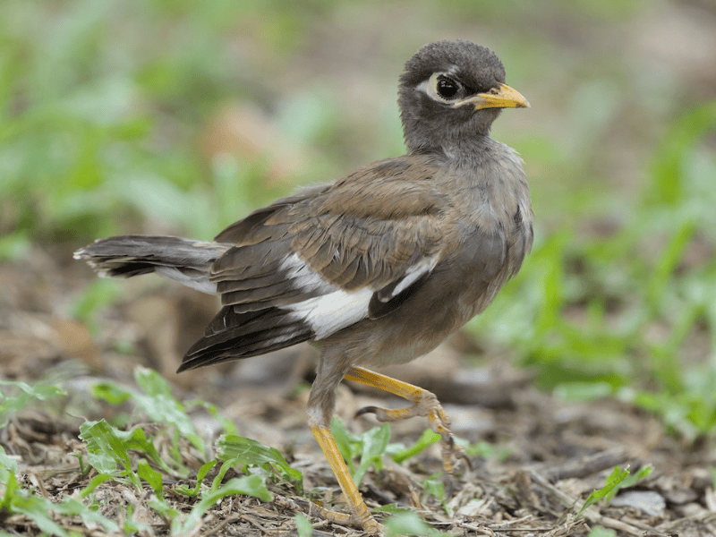 מיינה מצויה צעירה. צילום: Sam Hambly