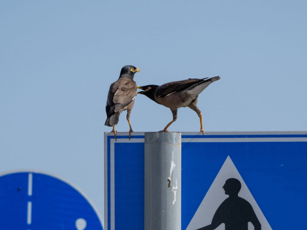 מיינה מצויה. צילום: iwantsonya1 (iNaturalist)