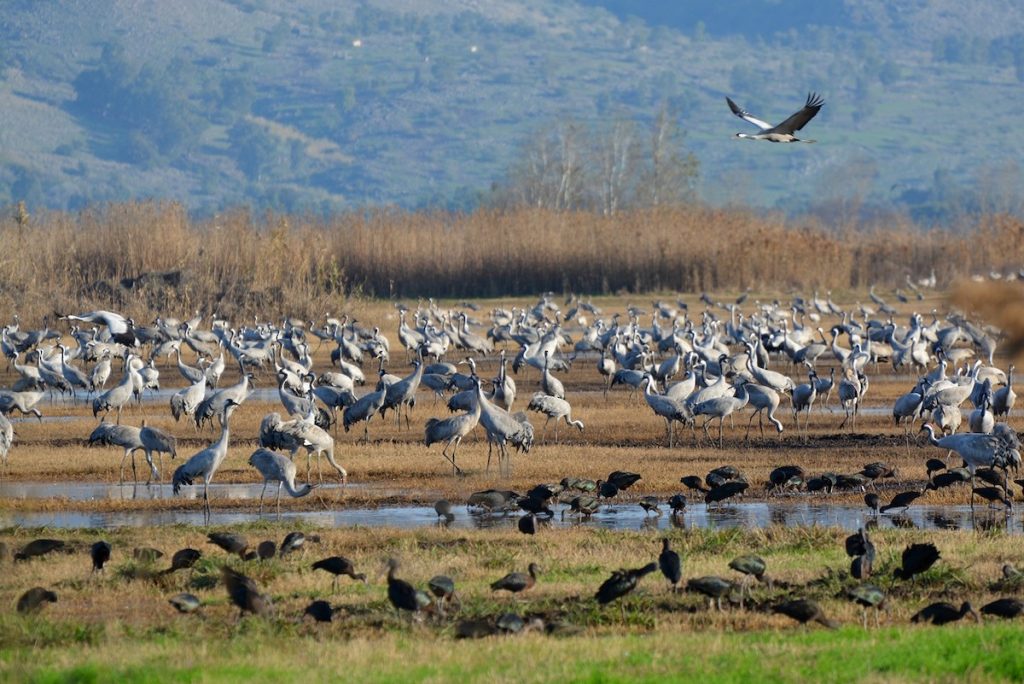 עגור אפור. צילום: Henry Cook (eBird)