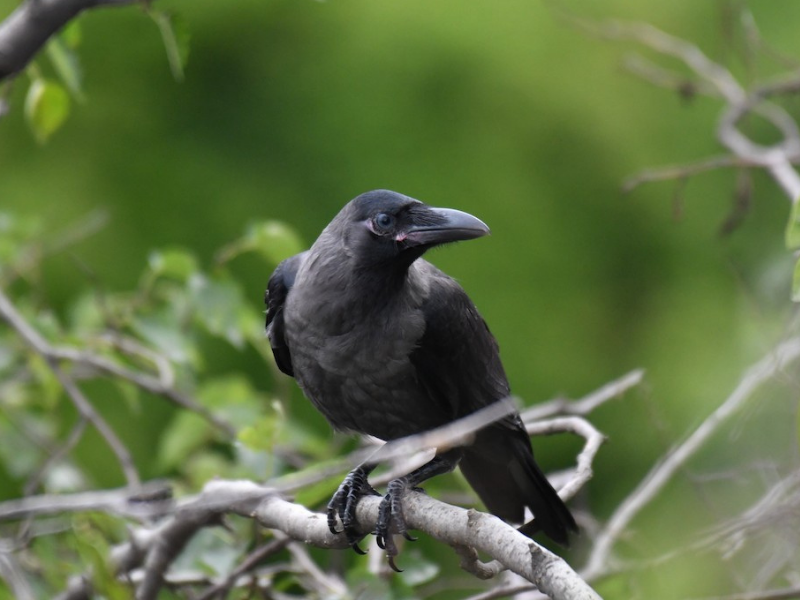 עורב הודי צעיר. צילום: Ian Hearn