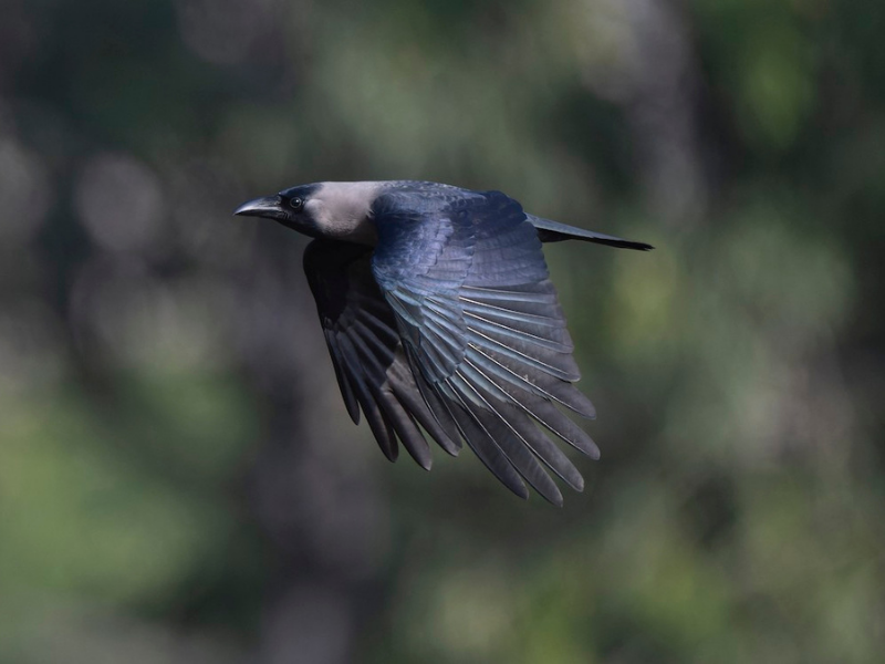 עורב הודי. צילום: Sin-Syue Li