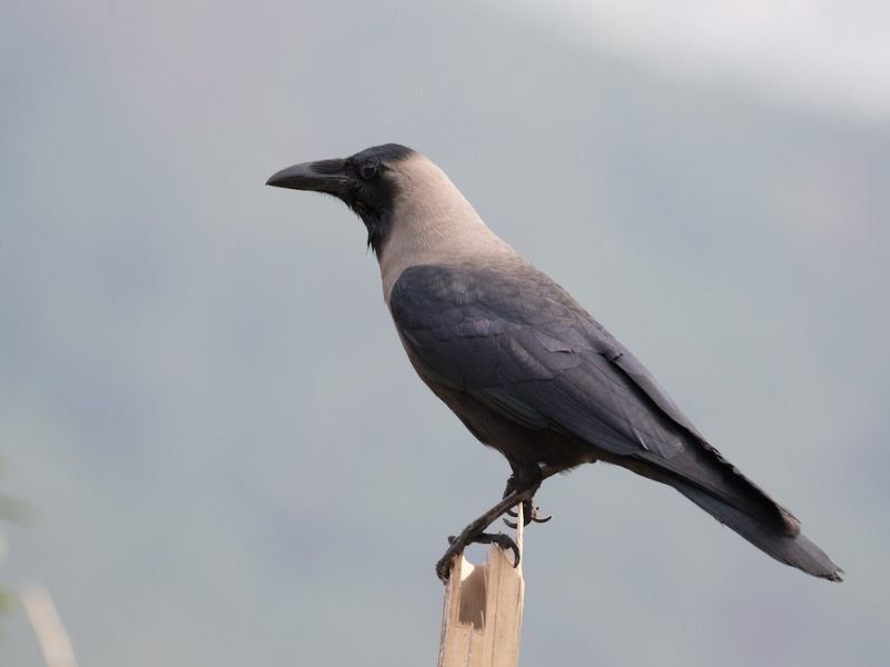 עורב הודי. צילום: William Hearn