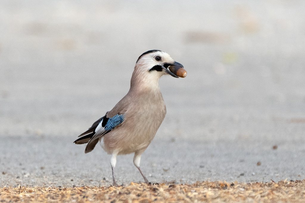 עורבני שחור כיפה. צילום: שחר אלתרמן, iNaturalist