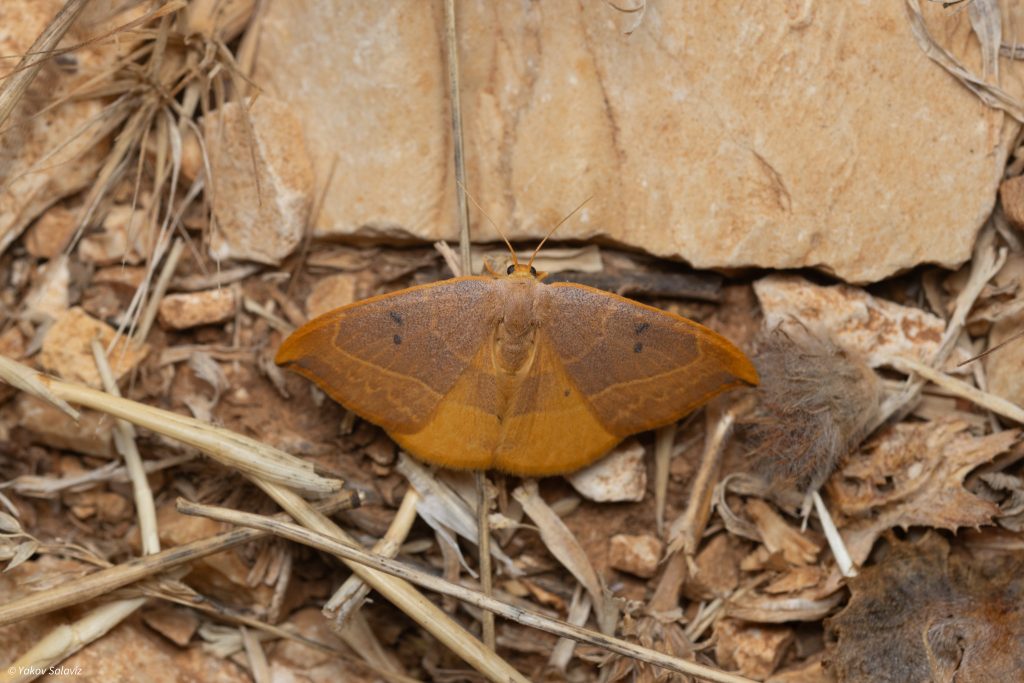 עש מסוג Watsonalla. צילום: yakov_salaviz