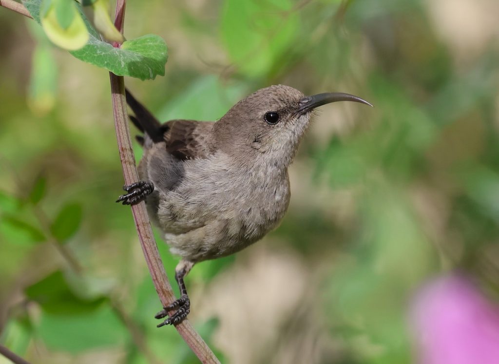 צופית בוהקת. צילום: גבריאל סידר פרס (eBird)