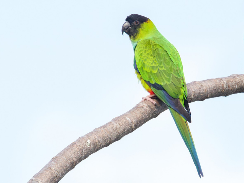 קוניור שחור ראש. צילום: Braxton Landsman