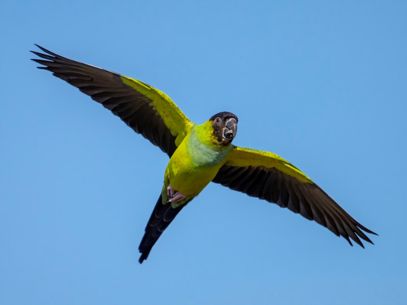 קוניור שחור ראש. צילום: Dorian Anderson