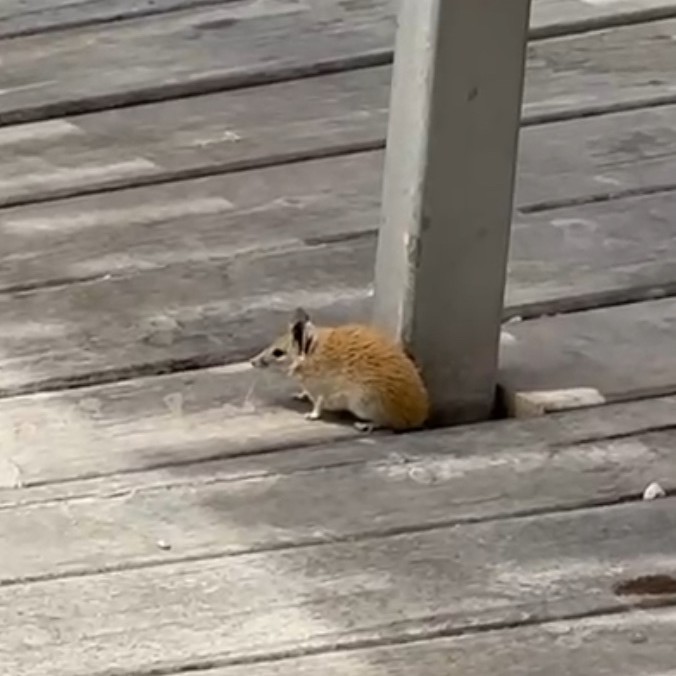 קוצן זהוב. צילום: mara_gokh13