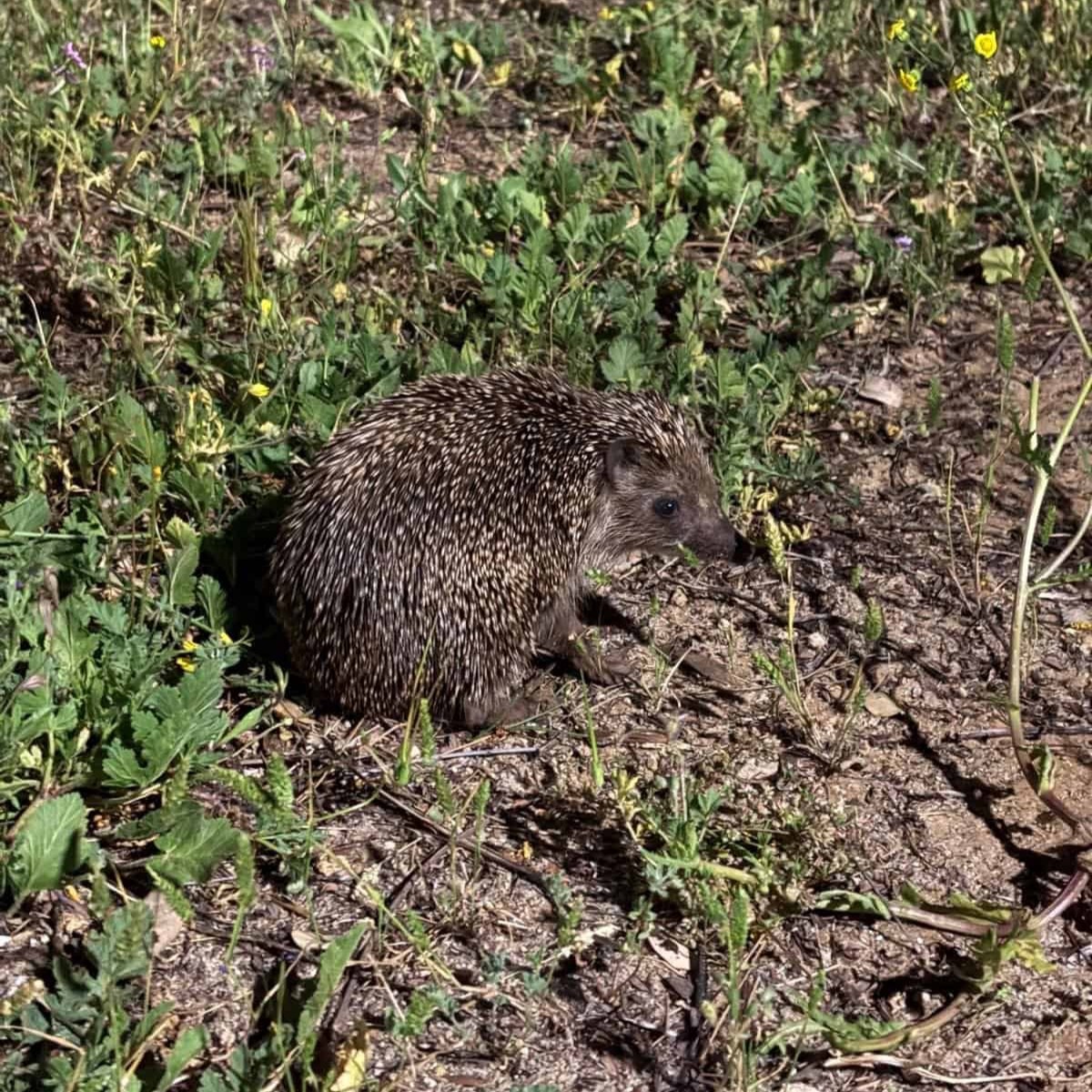 קיפוד מצוי. צילום: ofir-19