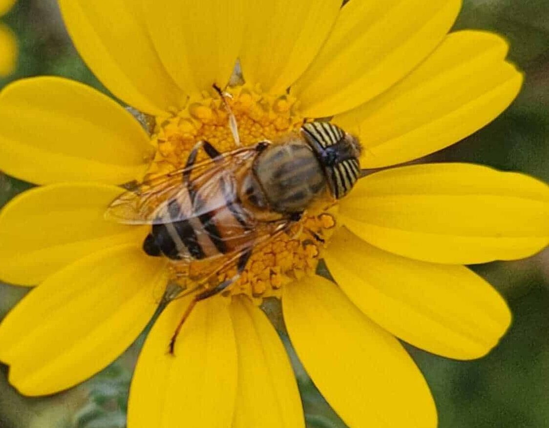 רקבן מפוספס. צילום: maayan_pal