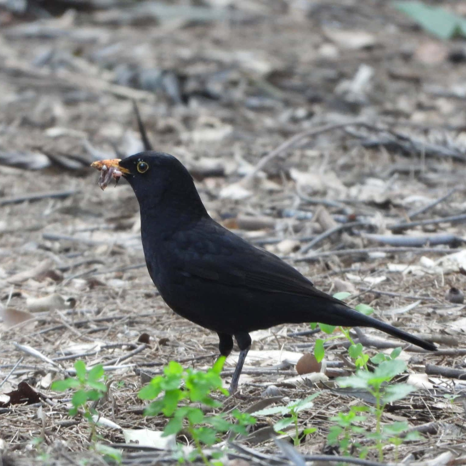שחרור. צילום: lea2025