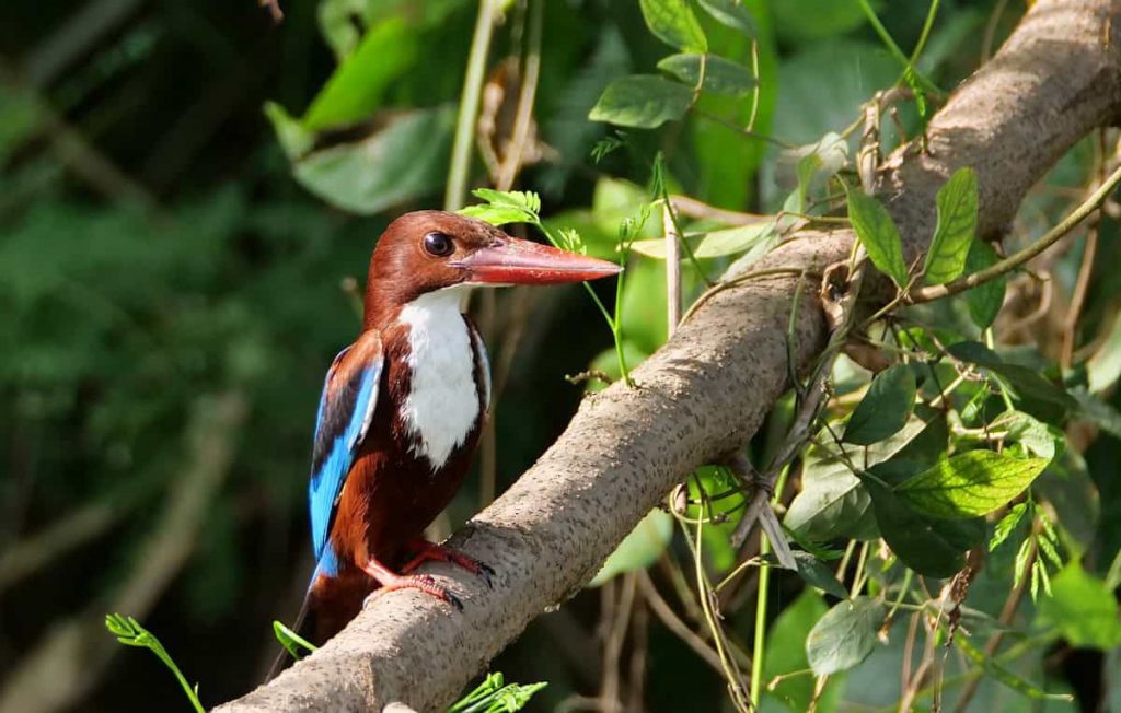 שלדג לבן חזה. צילום: Shaun Chang, eBird