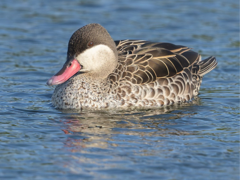שרשיר אדום-מקור. צילום: Adam Buckham