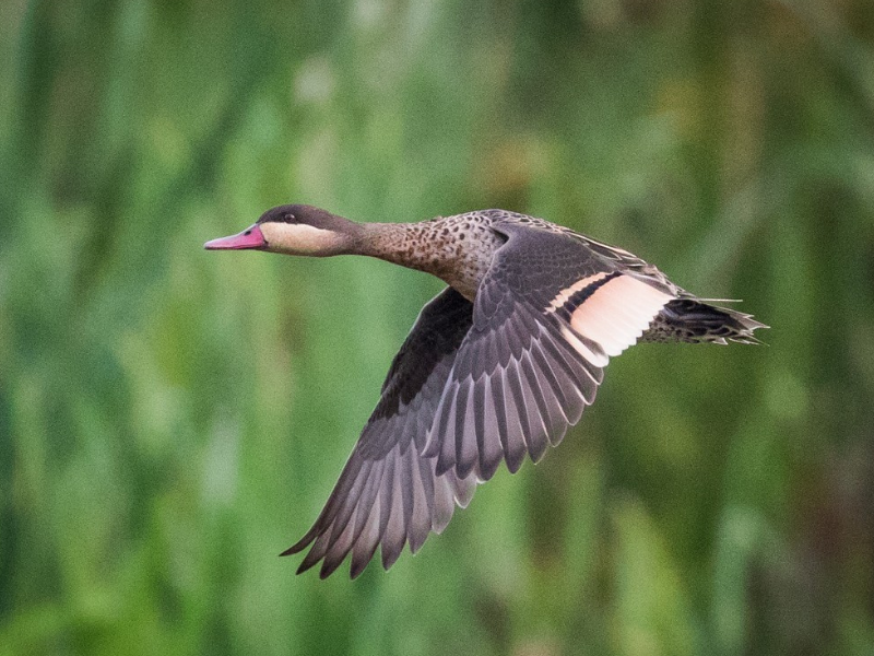 שרשיר אדום-מקור. צילום: Skip Russell