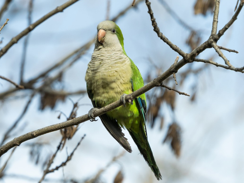 תוכי נזירי. צילום: Kike Junco