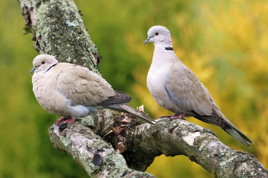 תור צווארון. צילום: Radoslaw Gwozdz