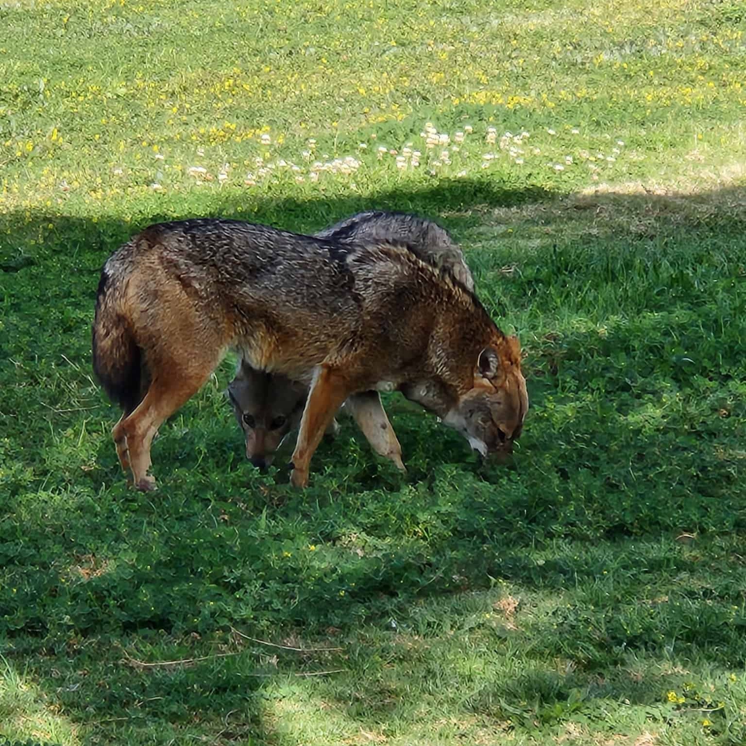 תן זהוב. צילום: maayan_pal